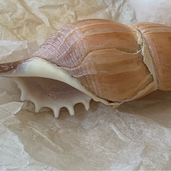 Spindle Tibia Seashell (s) Vintage - Picture 8 of 11